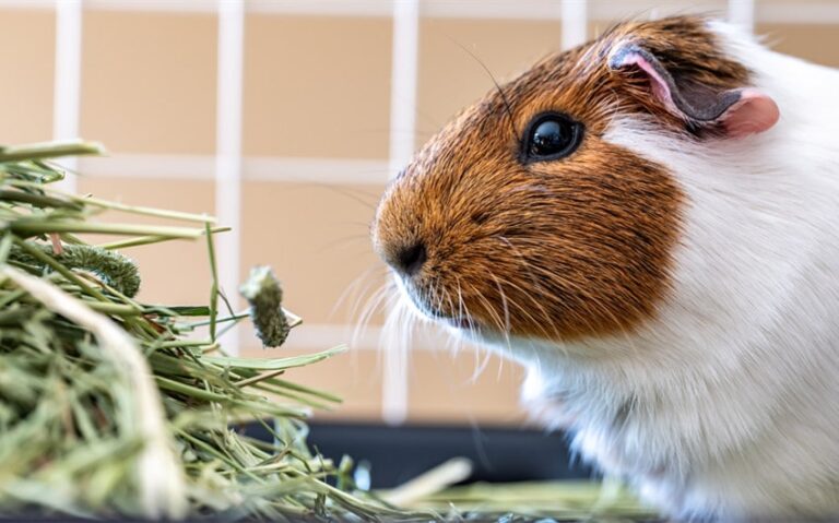 signs guinea pig is dying