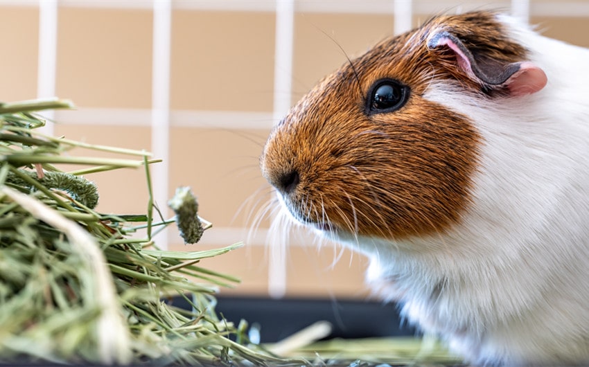 signs guinea pig is dying