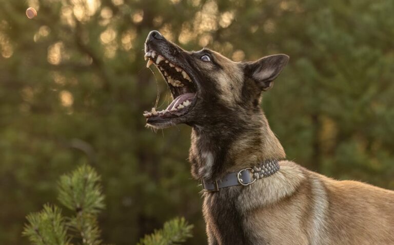 signs your dog is a skinwalker